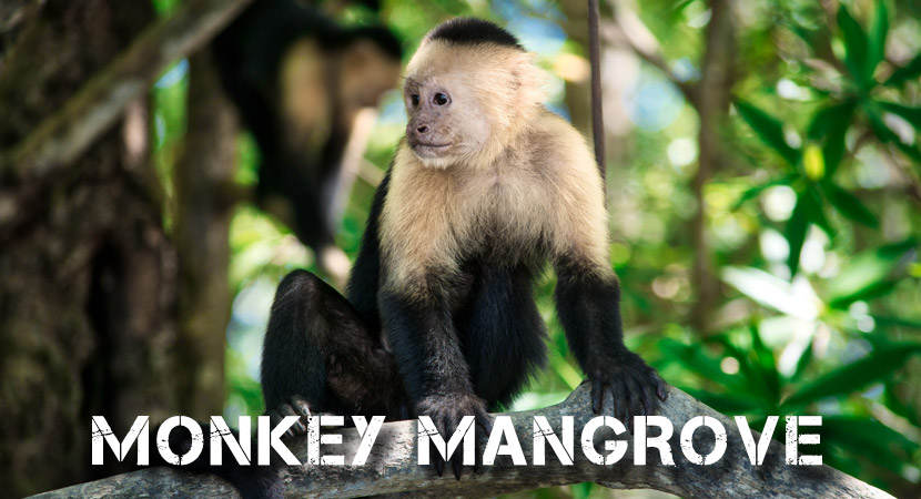 Monkey Mangrove Tour Jaco Costa Rica, Costa Rica Jaco Monkey Tour 